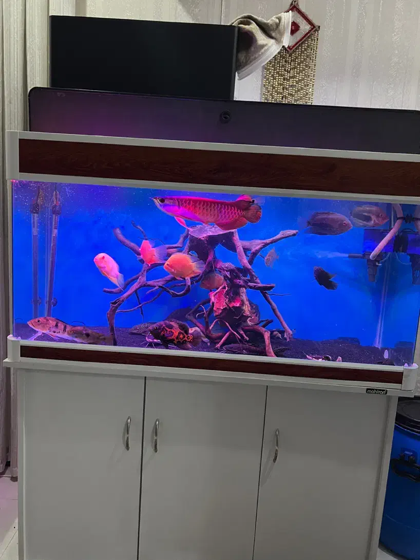 آکواریوم شرکتی ماهیران طول ۱۲۰|ماهی|کرج, آق تپه|دیوار