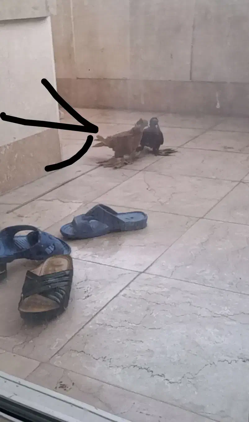 کفتر باخت رفته|حیوانات|اسلامشهر, مطهری|دیوار