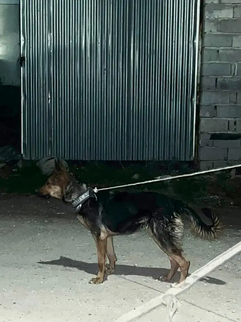 سگ ژرمن شیالو نر و ماده|سگ|گنبد کاووس, |دیوار