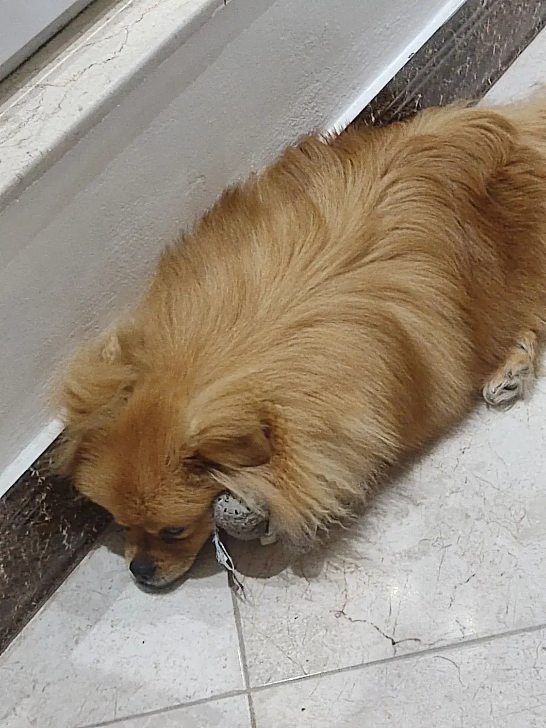 سگ پامر|سگ|سلمانشهر, |دیوار