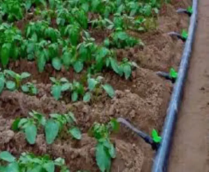 طراحی واجرای فضای سبز،آبیاری قطره ای|خدمات باغبانی و درختکاری|پرند, فاز ۳|دیوار