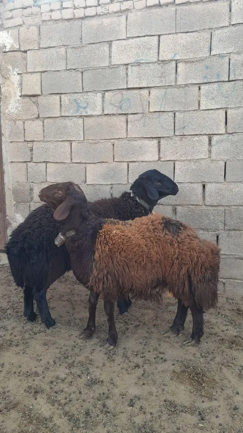 بره نر،گوسفند،میش|حیوانات مزرعه|اسحاق آباد, |دیوار