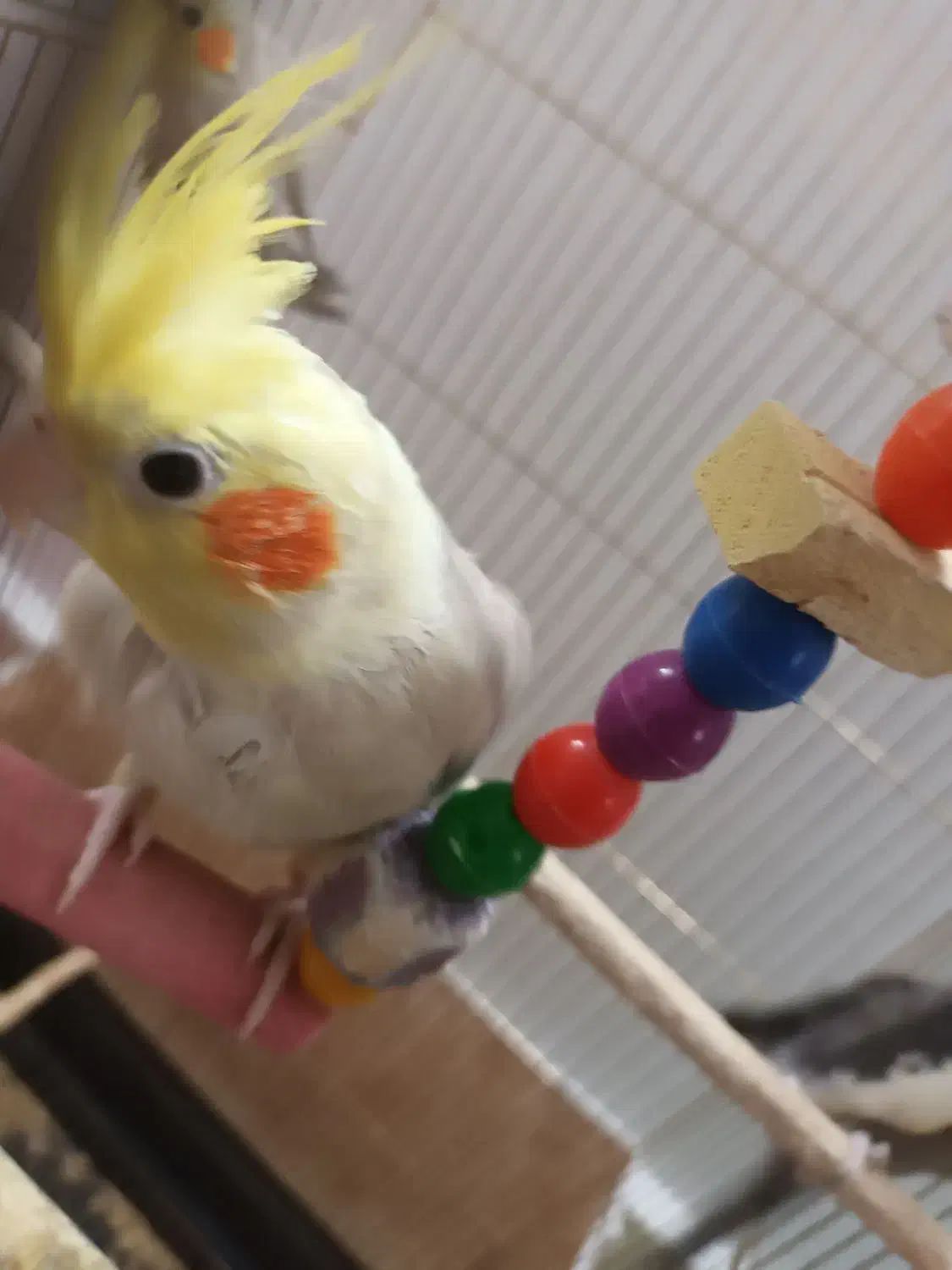 عروس هلندی|پرنده|مشهد, توس (بلوار توس)|دیوار