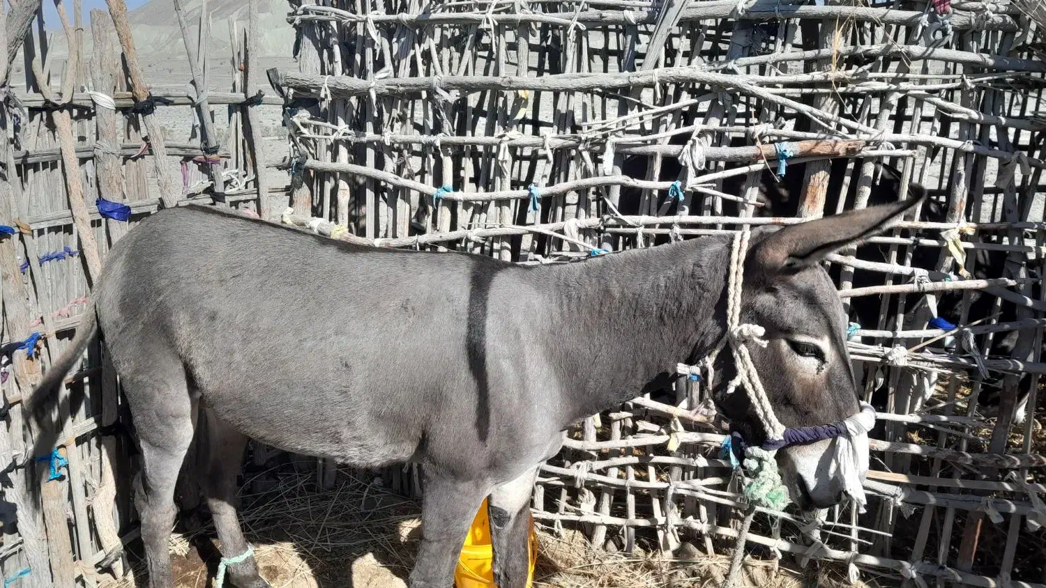 الاغ|حیوانات مزرعه|بشاگرد, |دیوار