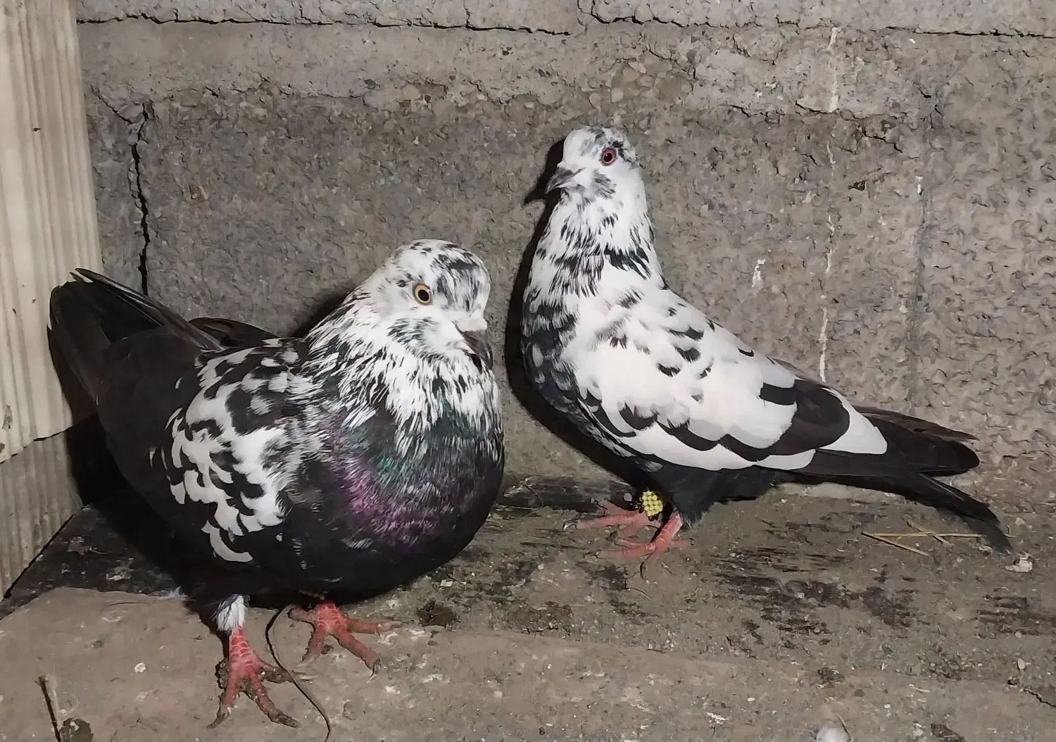 کبوتر پرشی ساعت بالا|پرنده|رامسر, |دیوار