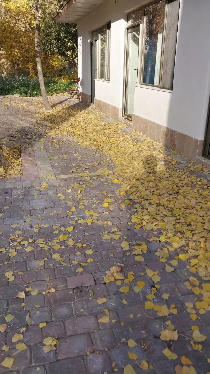 جشنواره گلهای داوودی|گردهمایی و همایش|اندیشه, اندیشه فاز ۱|دیوار