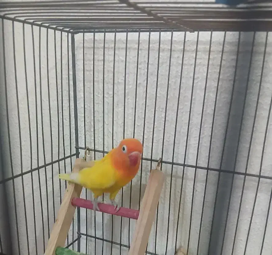 کوتوله برزیلی|پرنده|فولادشهر, مسکن مهر فولادشهر|دیوار