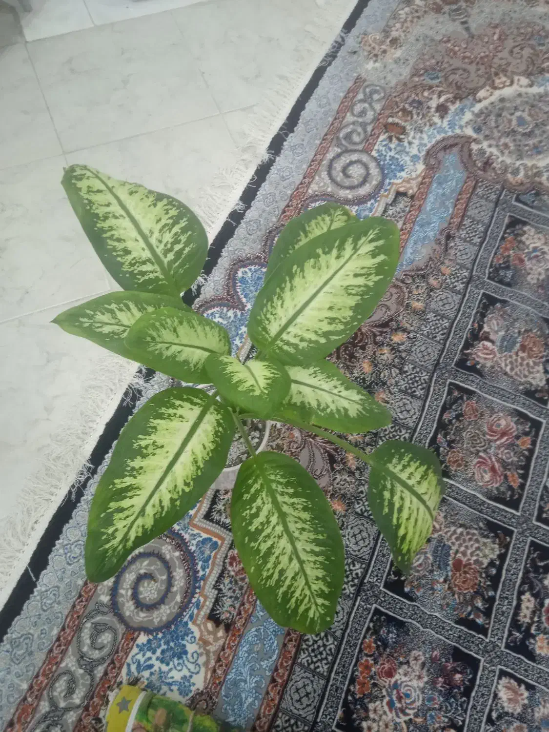 گل دیفن باخیا|گل و گیاه طبیعی|بیرجند, |دیوار