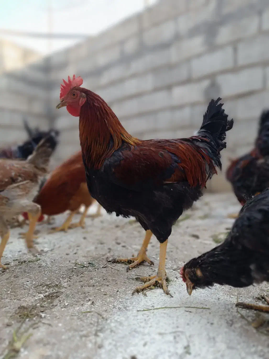 5عدد خروس درجه یک|حیوانات مزرعه|جوانرود, |دیوار