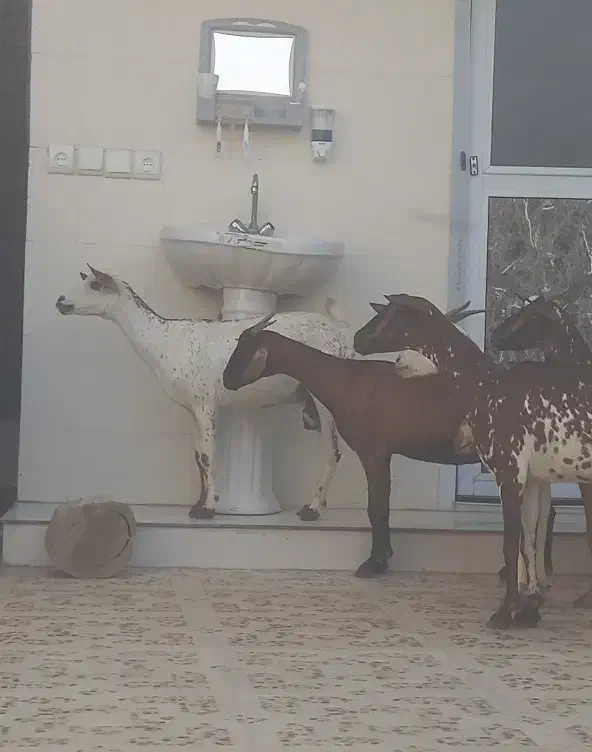 8عدد بز نقشی صلاله مخصوص داشت آبستن دوقلو زا|حیوانات مزرعه|بندرعباس, |دیوار