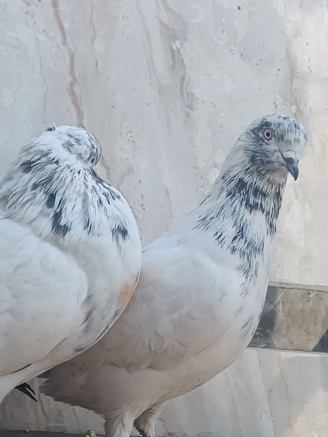 کبوتر پرشی کار درست به شرط|پرنده|نجف‌آباد, یزدانشهر|دیوار