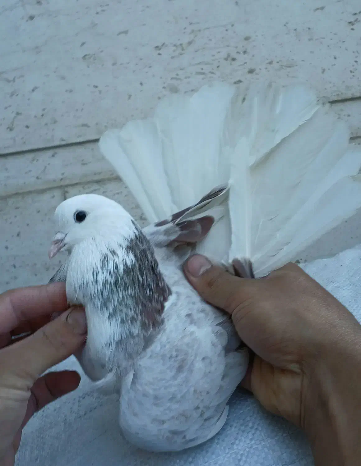 شازده ناب|پرنده|کوهدشت, |دیوار