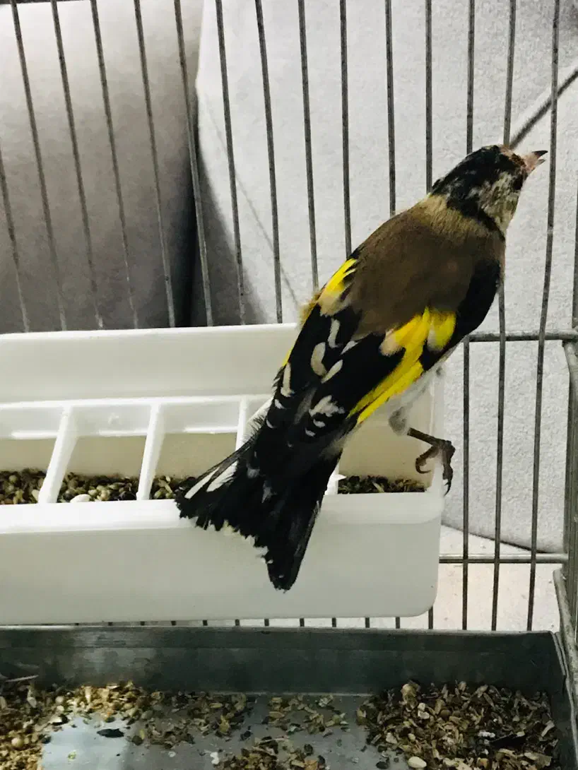 جوجه سهره رسمی گردن کلفت عطیقه|پرنده|پاکدشت, حصار امیر|دیوار