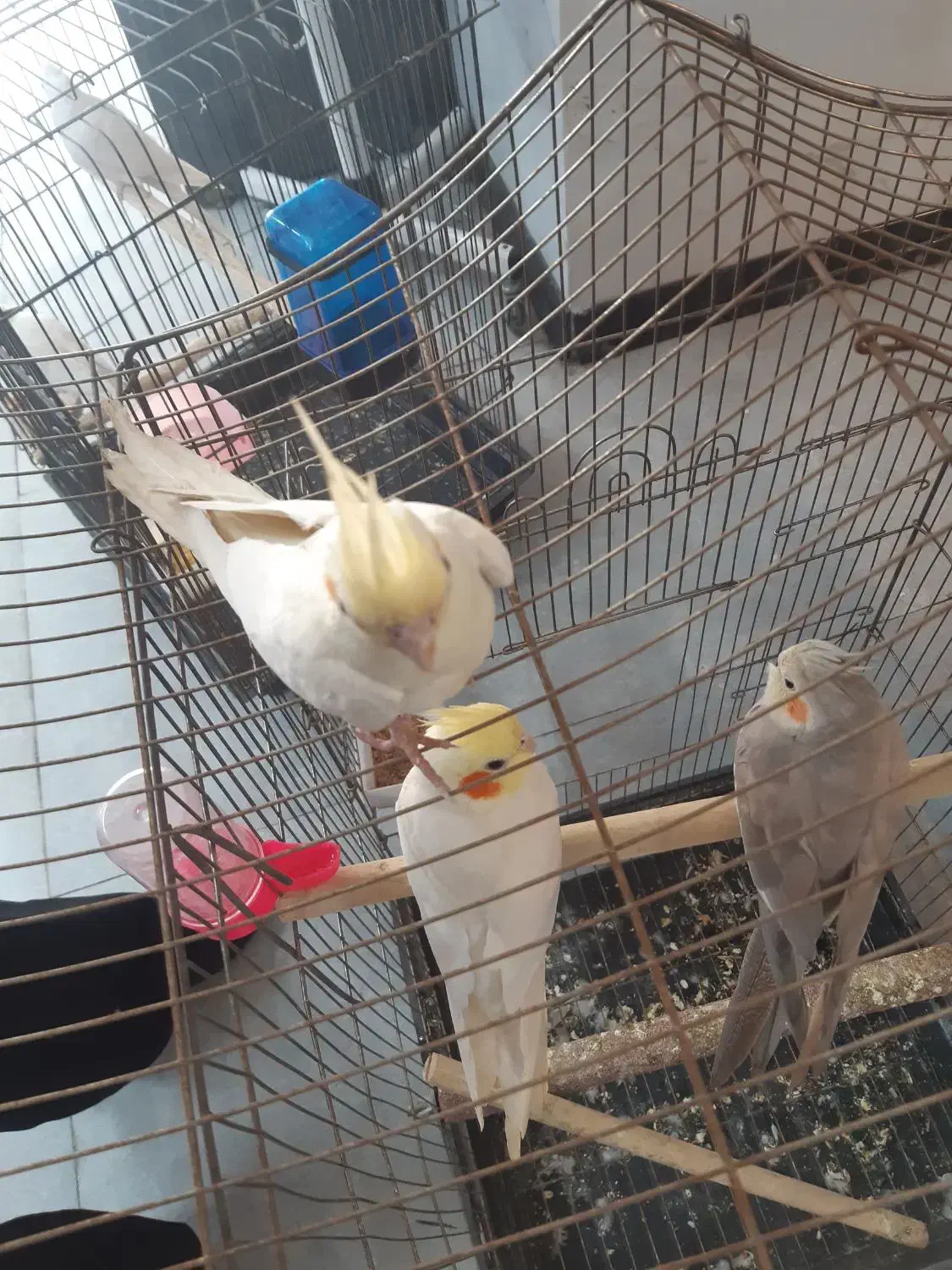 جفت مولد همراه با یک جوجه|پرنده|باقرشهر, |دیوار