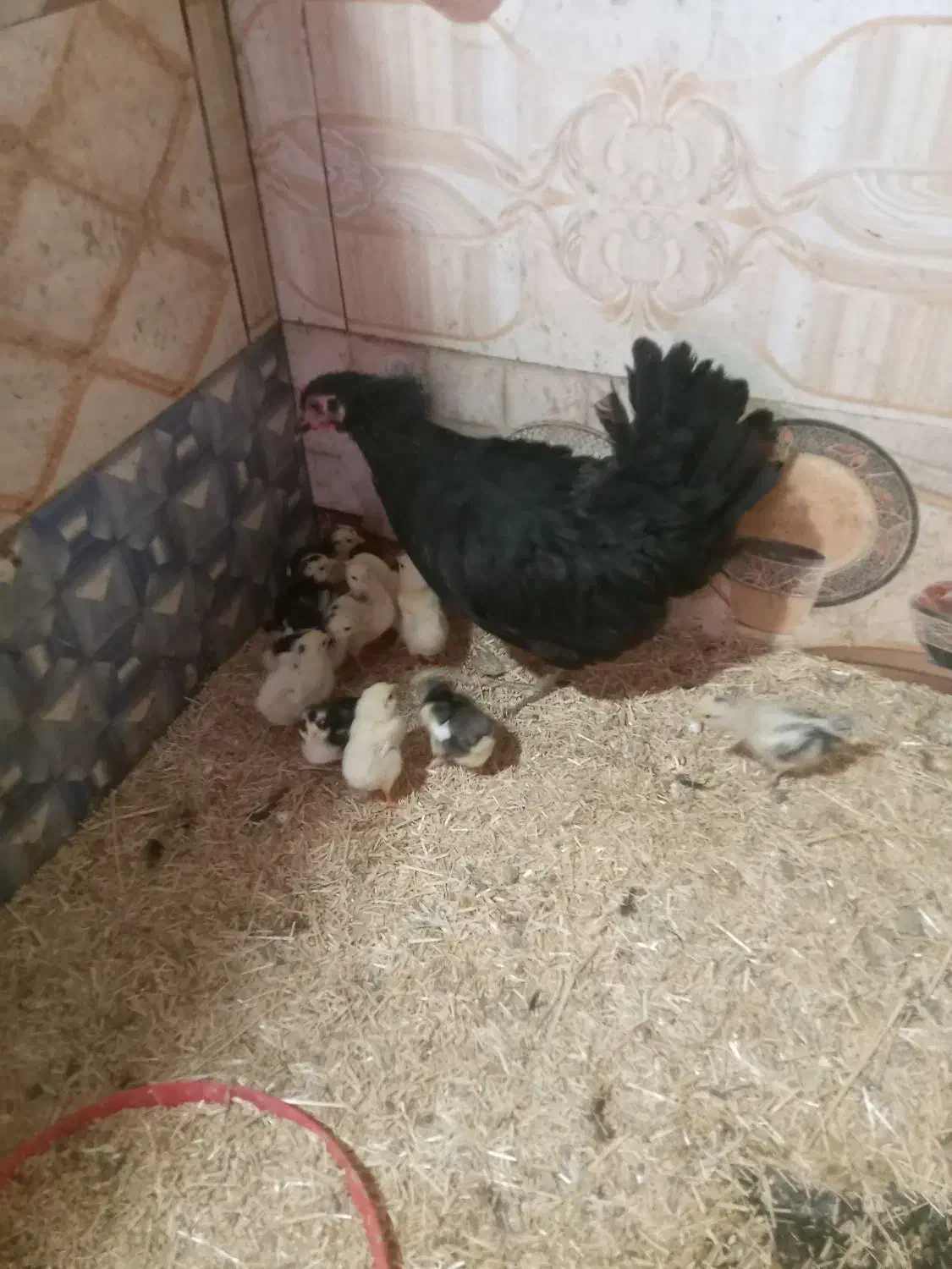 مرغ گلین کرچ با جوجه|حیوانات مزرعه|شهرآباد, |دیوار