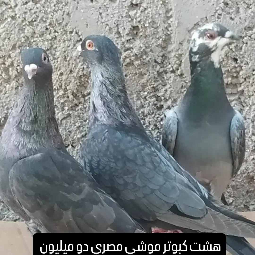 کبوتر موشی|پرنده|خورموج, |دیوار