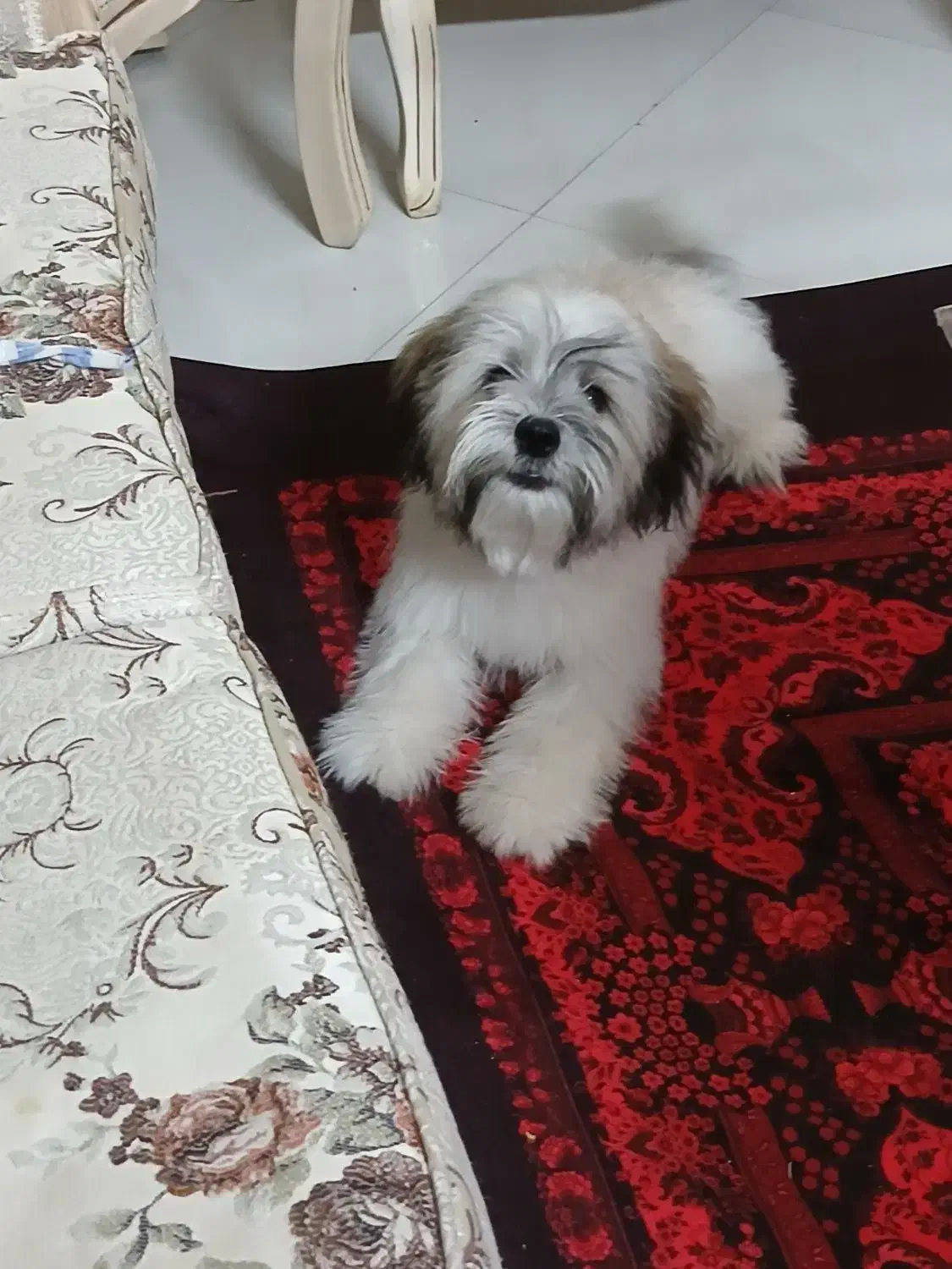 سگ شیتزو|سگ|مشهد, کارگران|دیوار