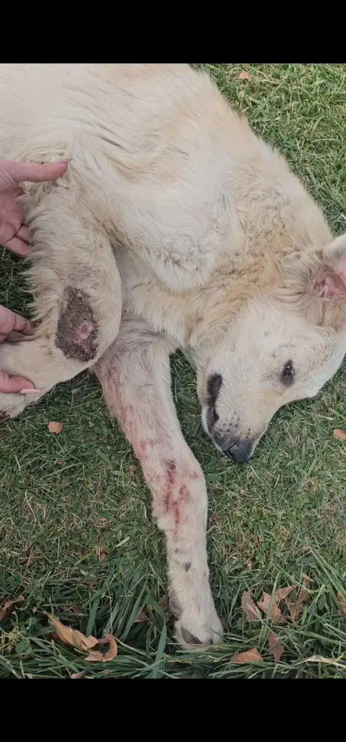 سگ بومی گمشده|حیوانات|سنندج, |دیوار