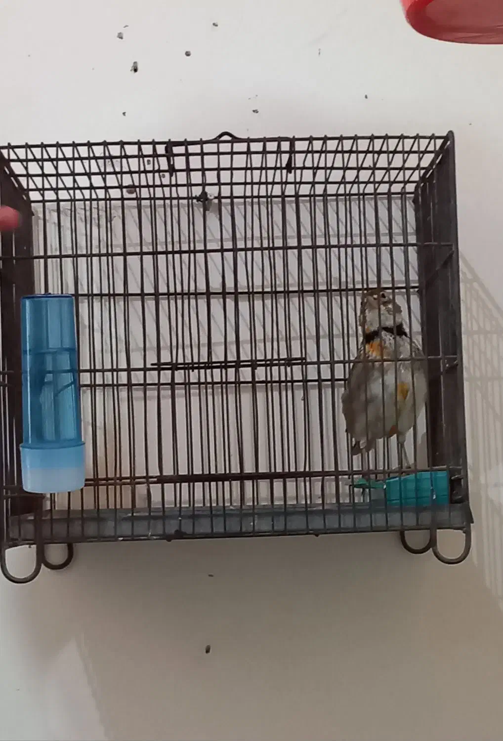 سهره شاه تخم مست بخون|پرنده|کرج, کوی امامیه|دیوار