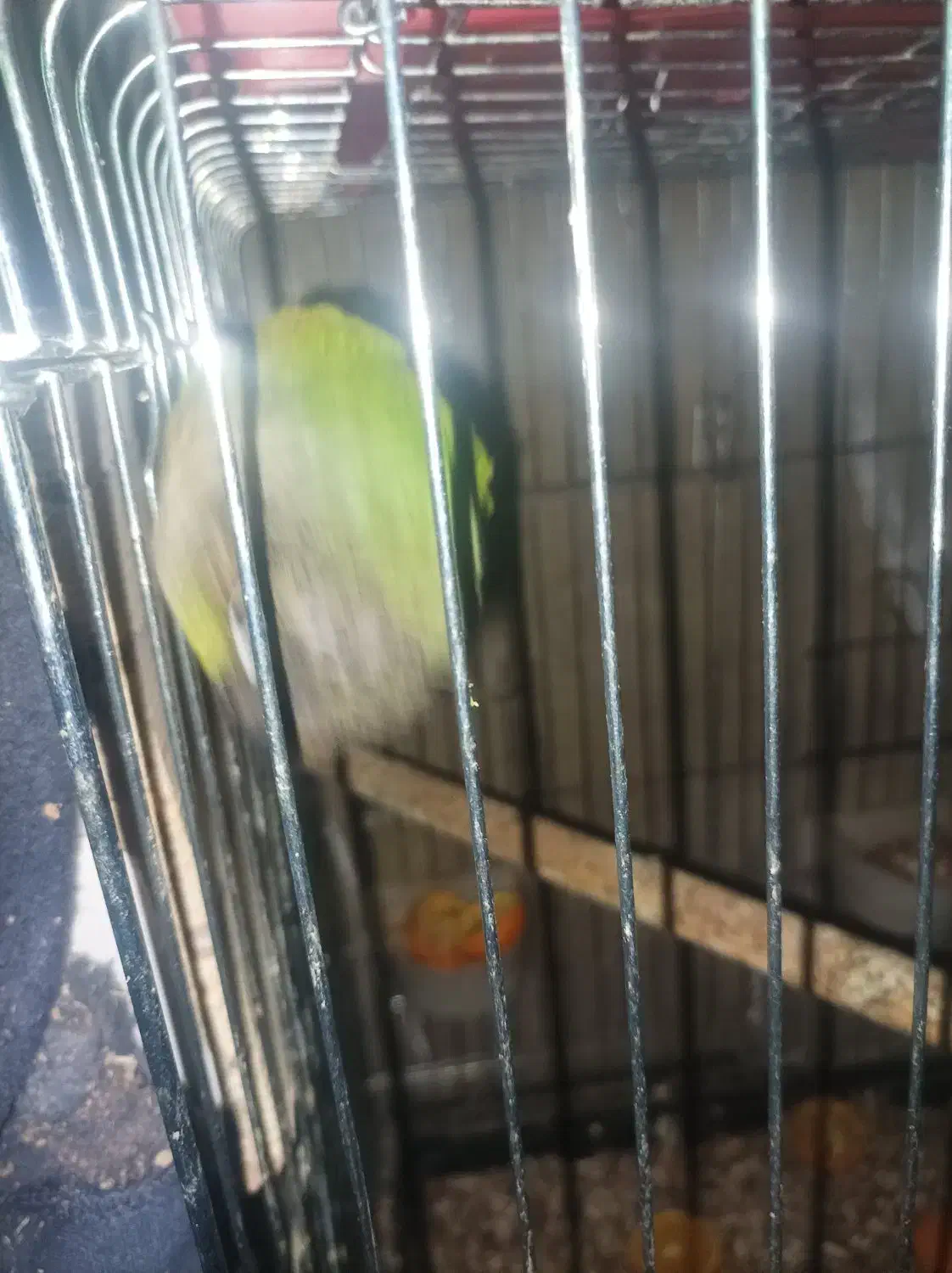 گیرینچیک|پرنده|رباطکریم, رباطکریم|دیوار