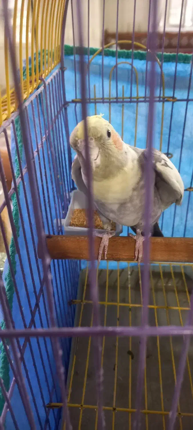 عروس هلندی نر|پرنده|گلپایگان, |دیوار