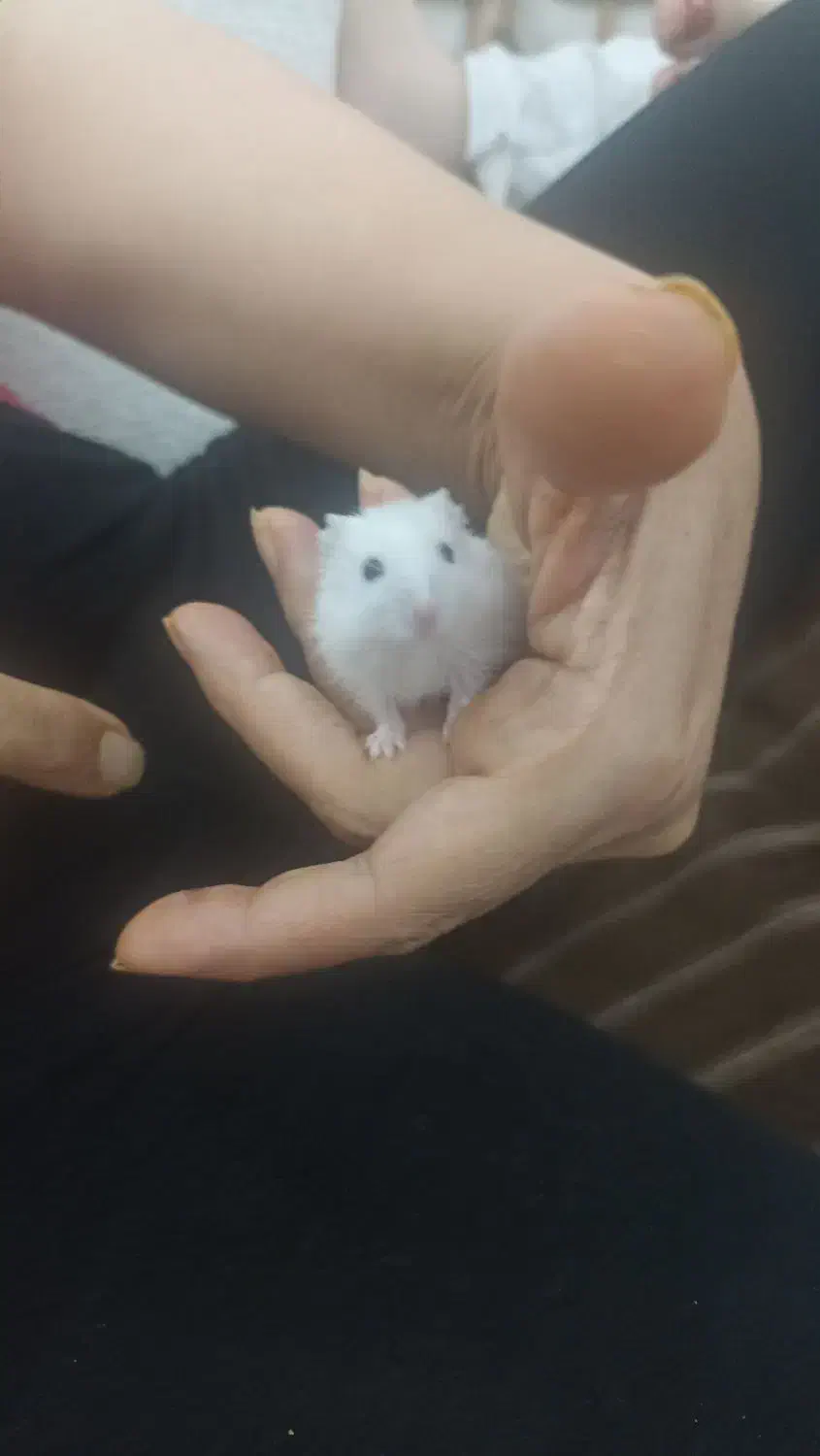 همستر  کمپل نر سفید|موش و خرگوش|کرج, عظیمیه|دیوار