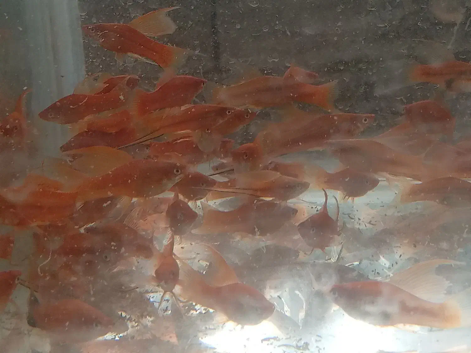 فروش انواع ماهی زینتی|ماهی|شیراز, جمال آباد|دیوار