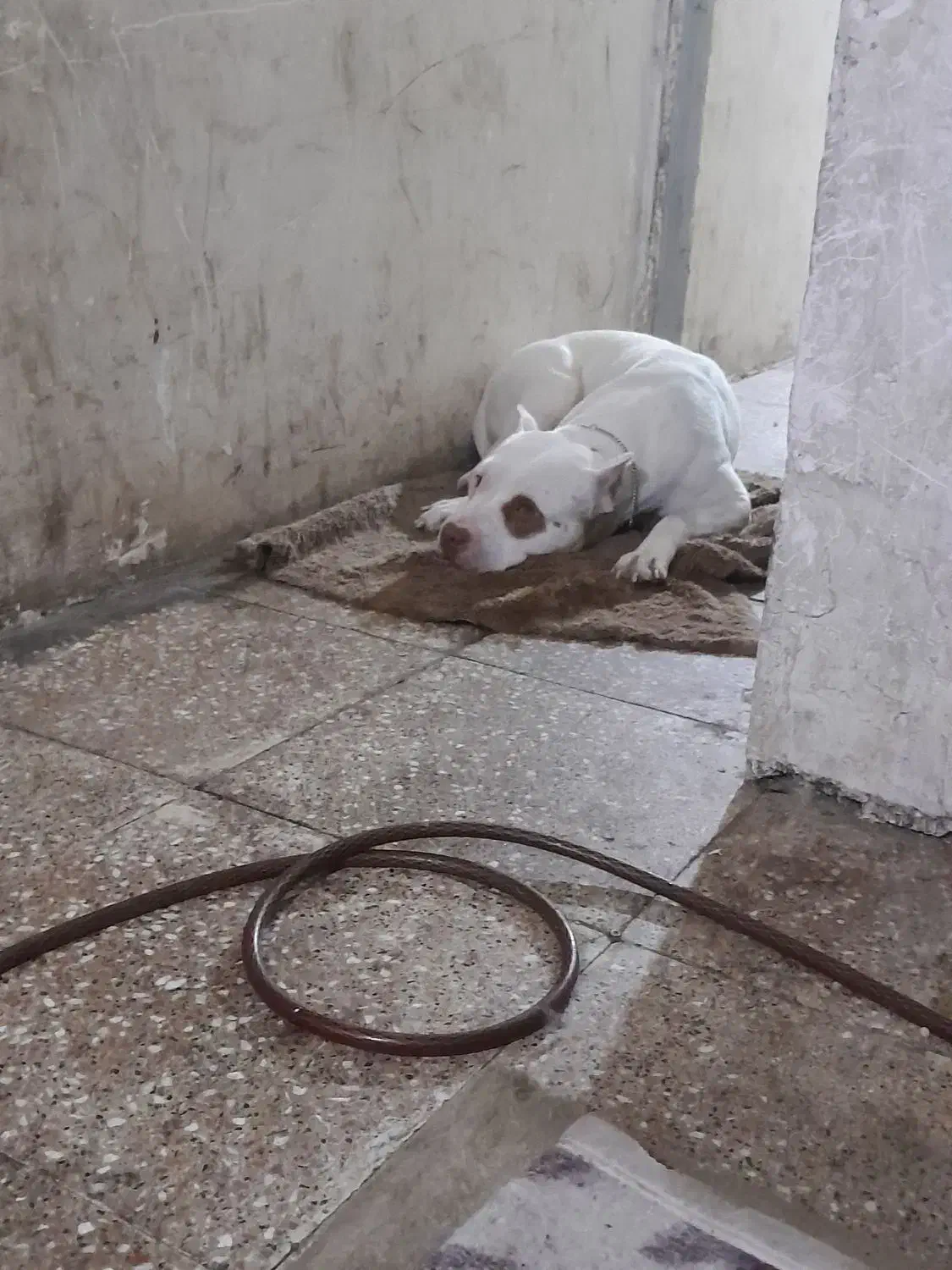 پیتبول|سگ|اسلام‌شهر, شهرک توحید|دیوار