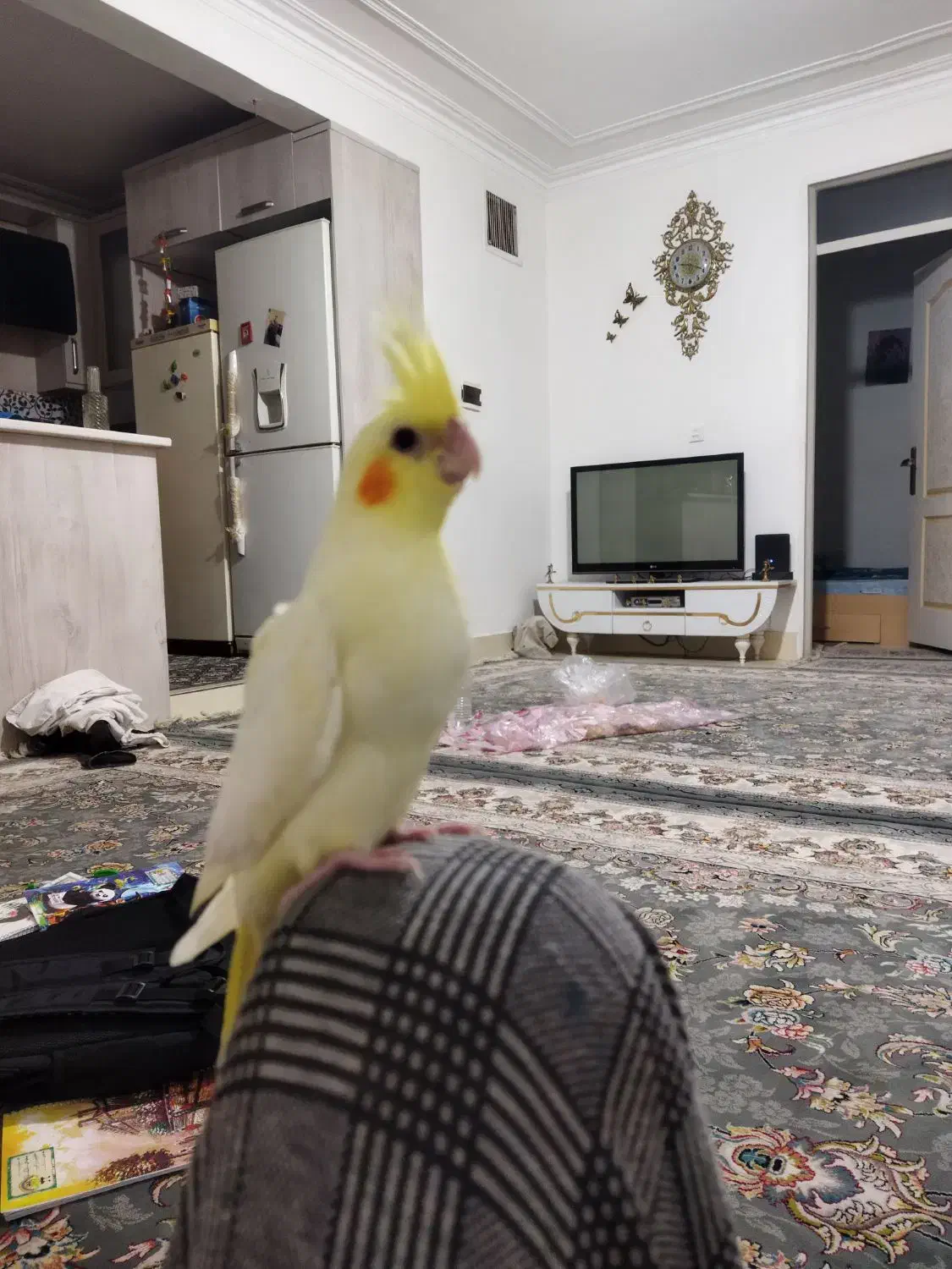 عروس هلندی|پرنده|باغستان, |دیوار