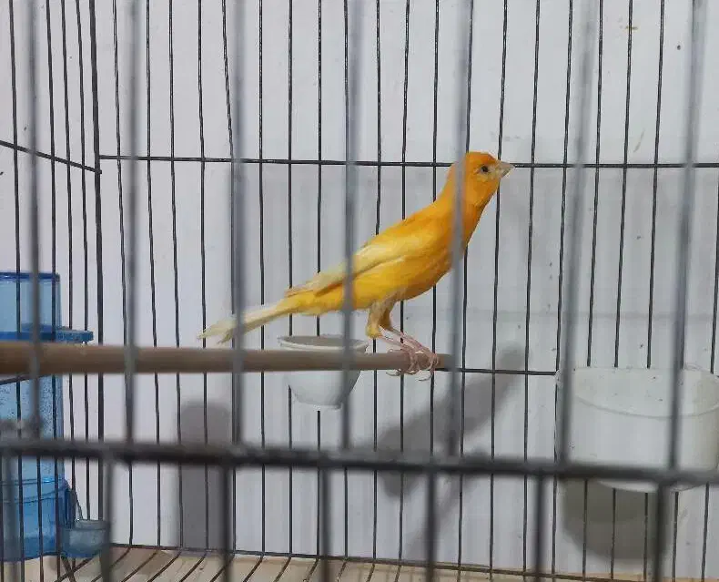 قناری نره بخان|پرنده|رشت, معلولین|دیوار