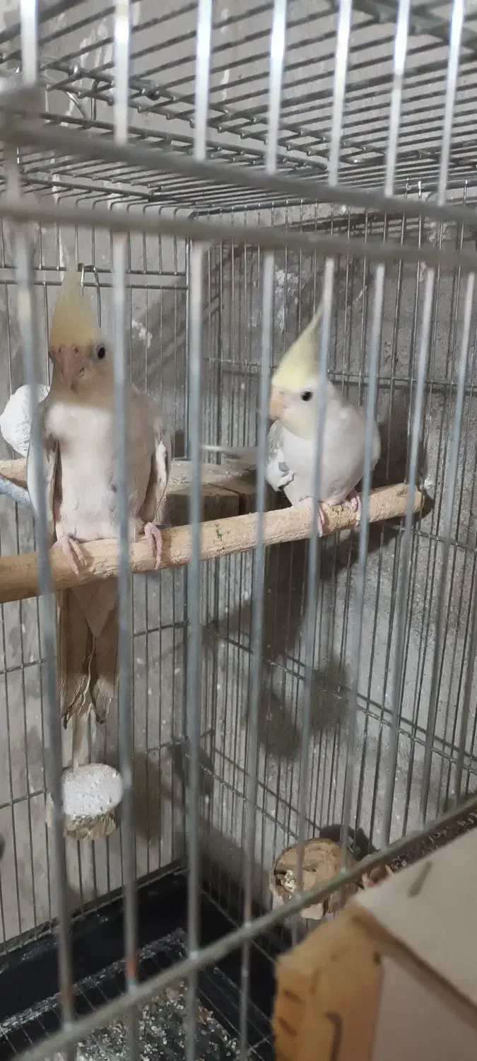 درود بر عزیزان عشق باز عروس کرم فیس سالم سلامت|پرنده|مسجد سلیمان, |دیوار