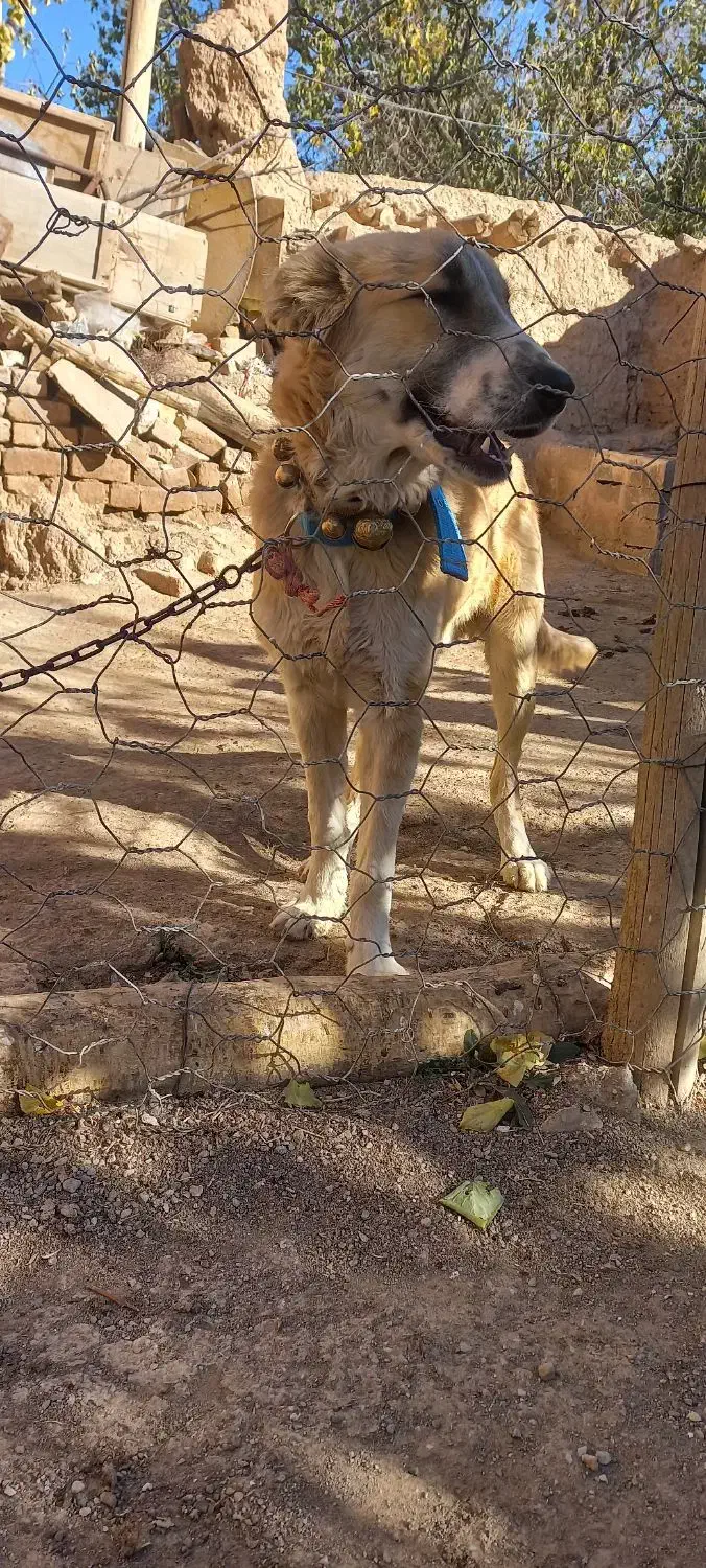 توله 8 ماهه نر|سگ|خنجین, |دیوار