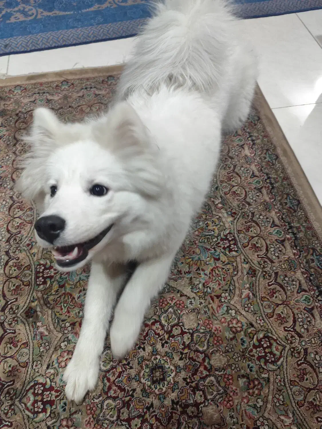 سگ سامویید|سگ|تهران, شکوفه (عبدل آباد)|دیوار