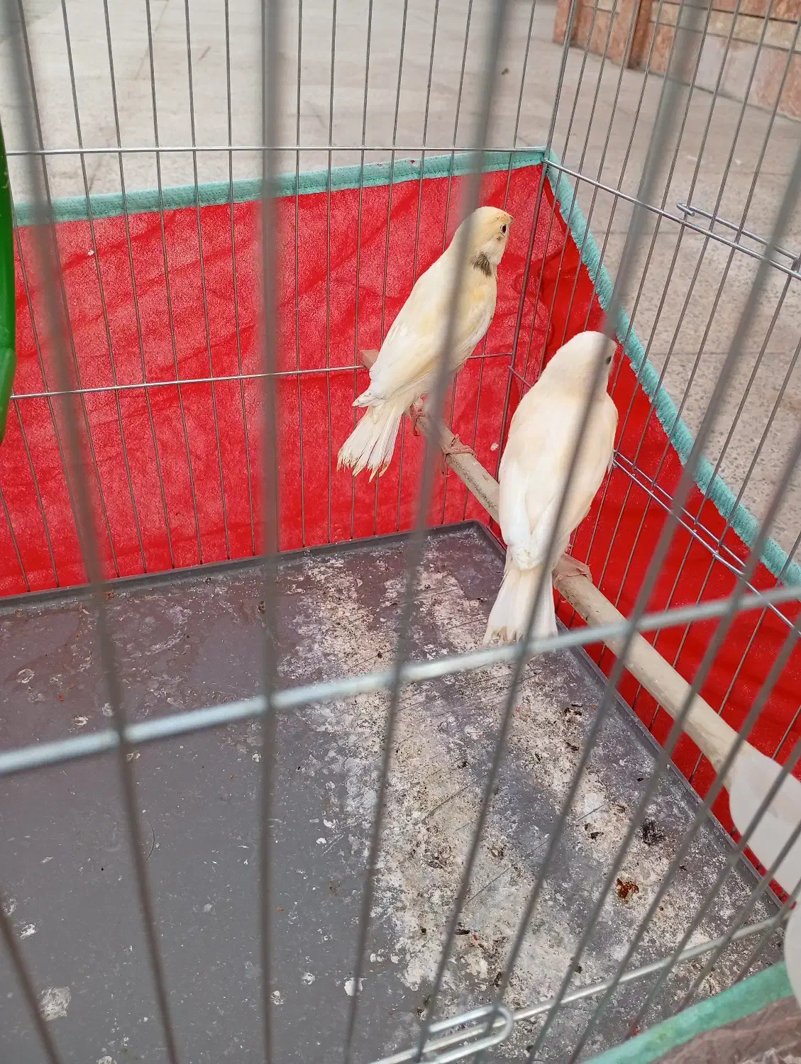 قناری|پرنده|داراب, |دیوار