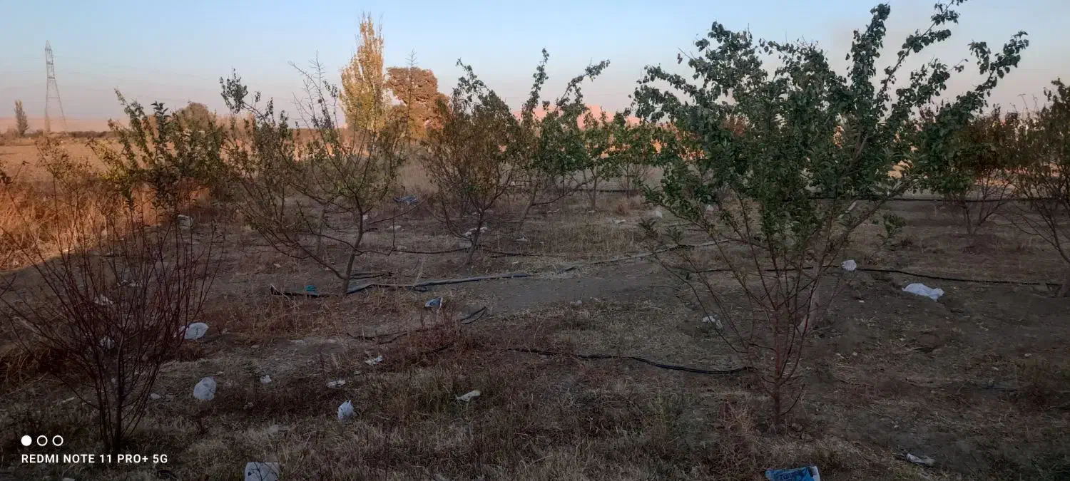 باغ هلو و زردآلو دوتا آلوبالو یک عدد گردو وگل سرخ|فروش زمین و ملک کلنگی|محمدبار, |دیوار