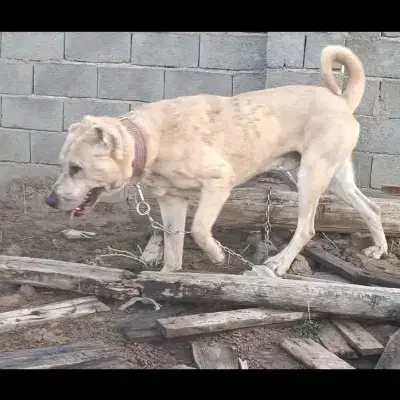 سگ سرابی|حیوانات|صوفیان, |دیوار