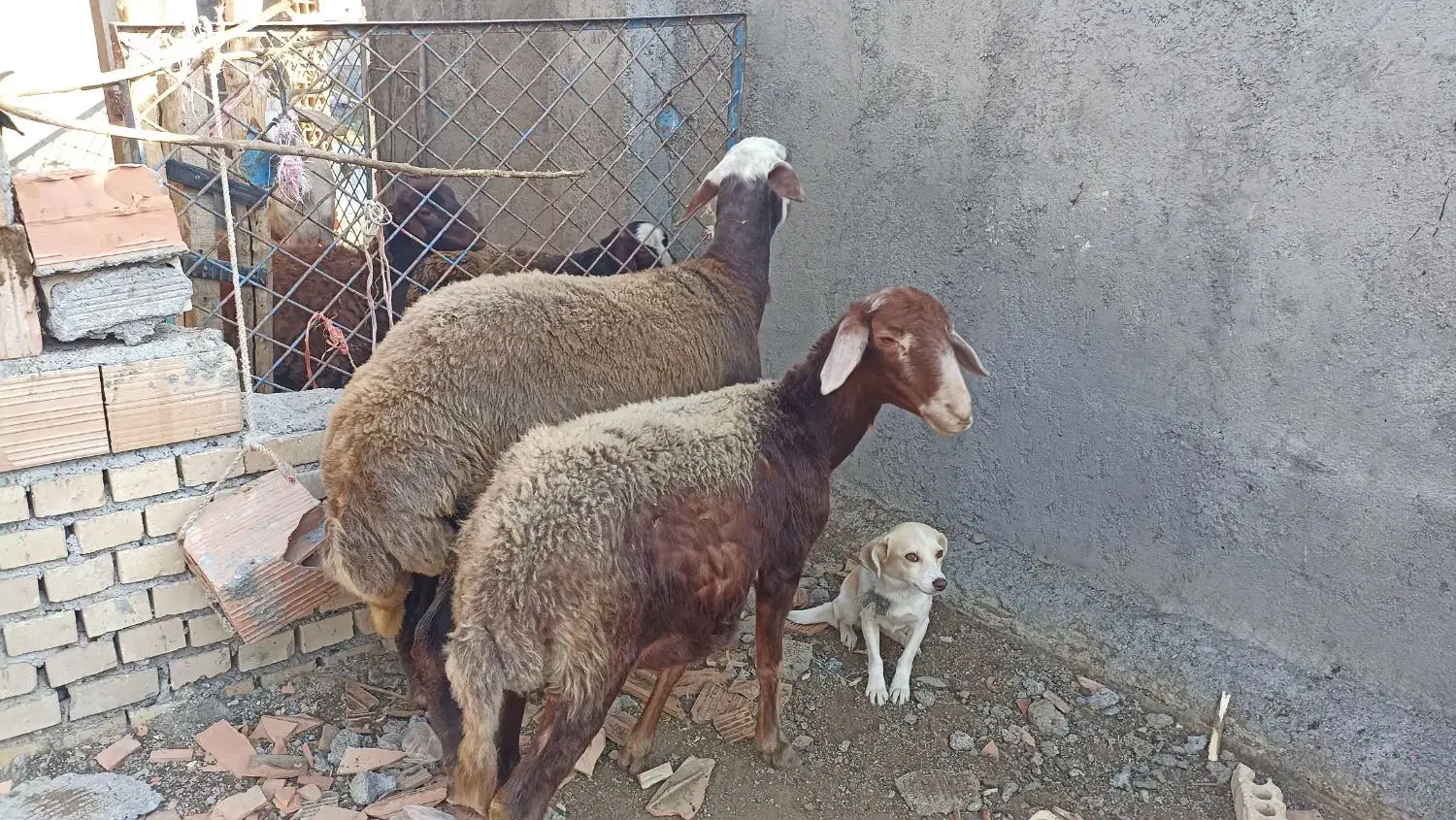 گوسفند کله سفید شیشک|حیوانات مزرعه|سیمین شهر, |دیوار