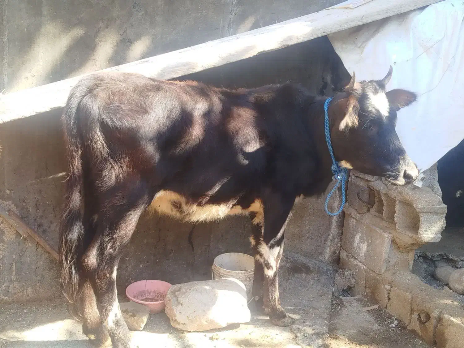 گوساله فروشی|حیوانات مزرعه|رامیان, |دیوار