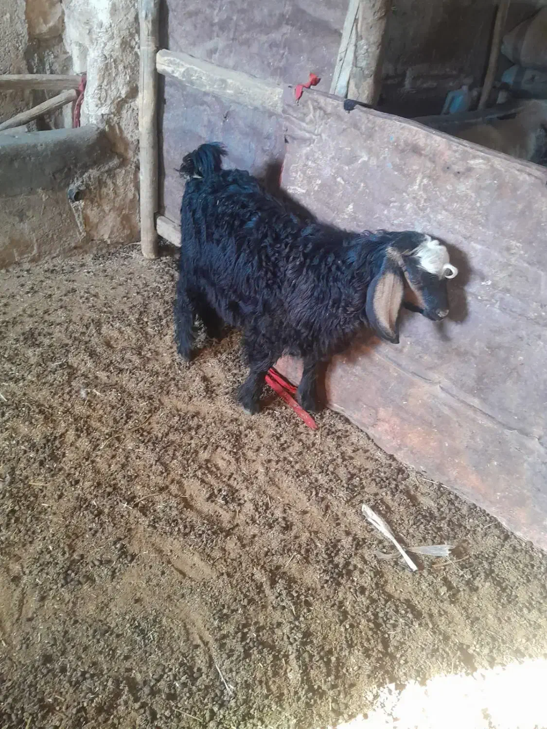 بزغاله|حیوانات مزرعه|دشت ذهاب, |دیوار