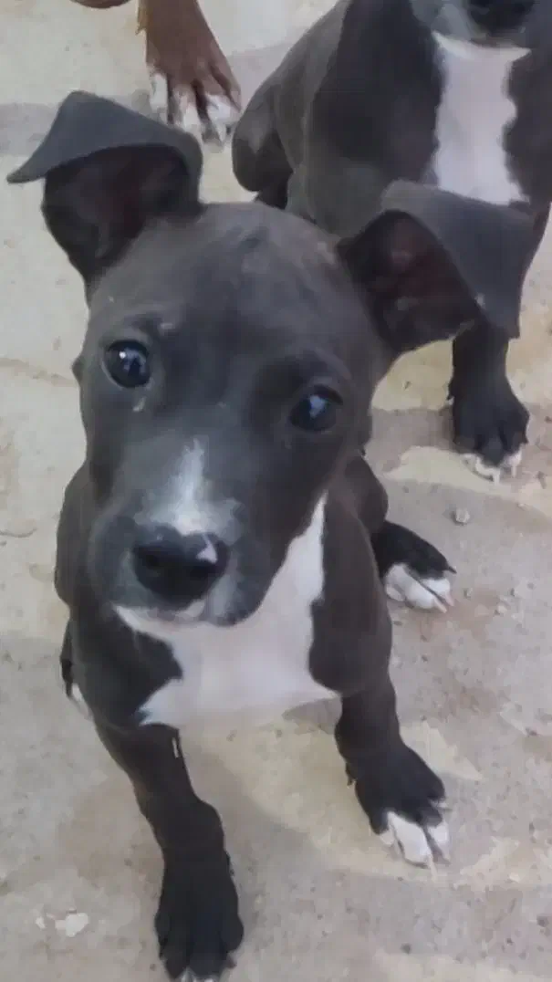 پیتبول تریر|سگ|امیدیه, |دیوار