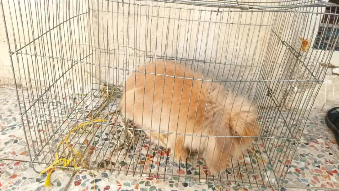 خرگوش مینی لوپ اصلی|موش و خرگوش|شوشتر, |دیوار