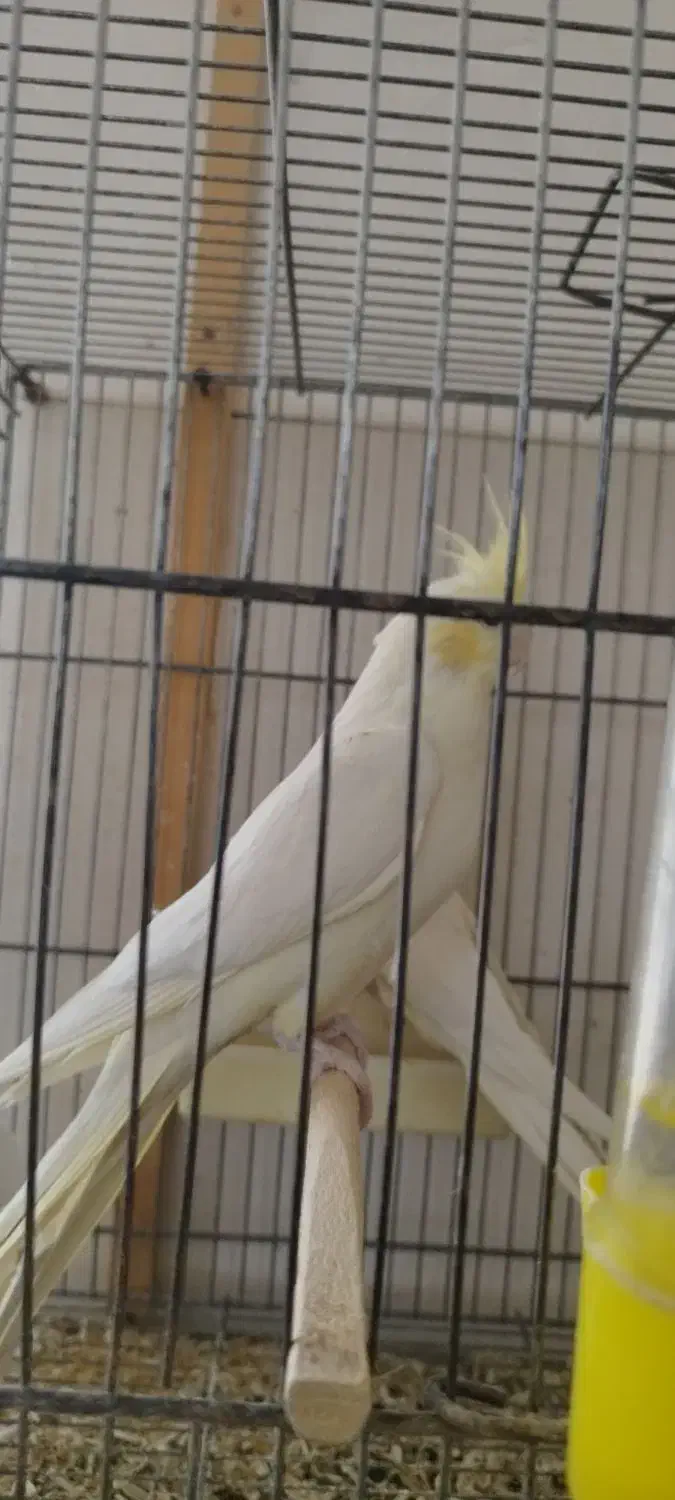 دو جفت عروس هلندی|پرنده|قم, شهرک مهدیه (مدرس)|دیوار