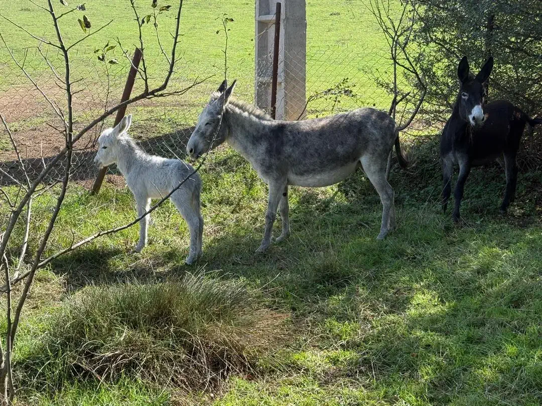 سه عدد الاغ فروشی دو ماده یک نره کره|حیوانات مزرعه|توتکابن, |دیوار