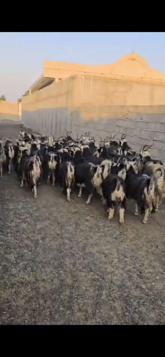 ۳۸راس بز|حیوانات مزرعه|پیشوا, |دیوار