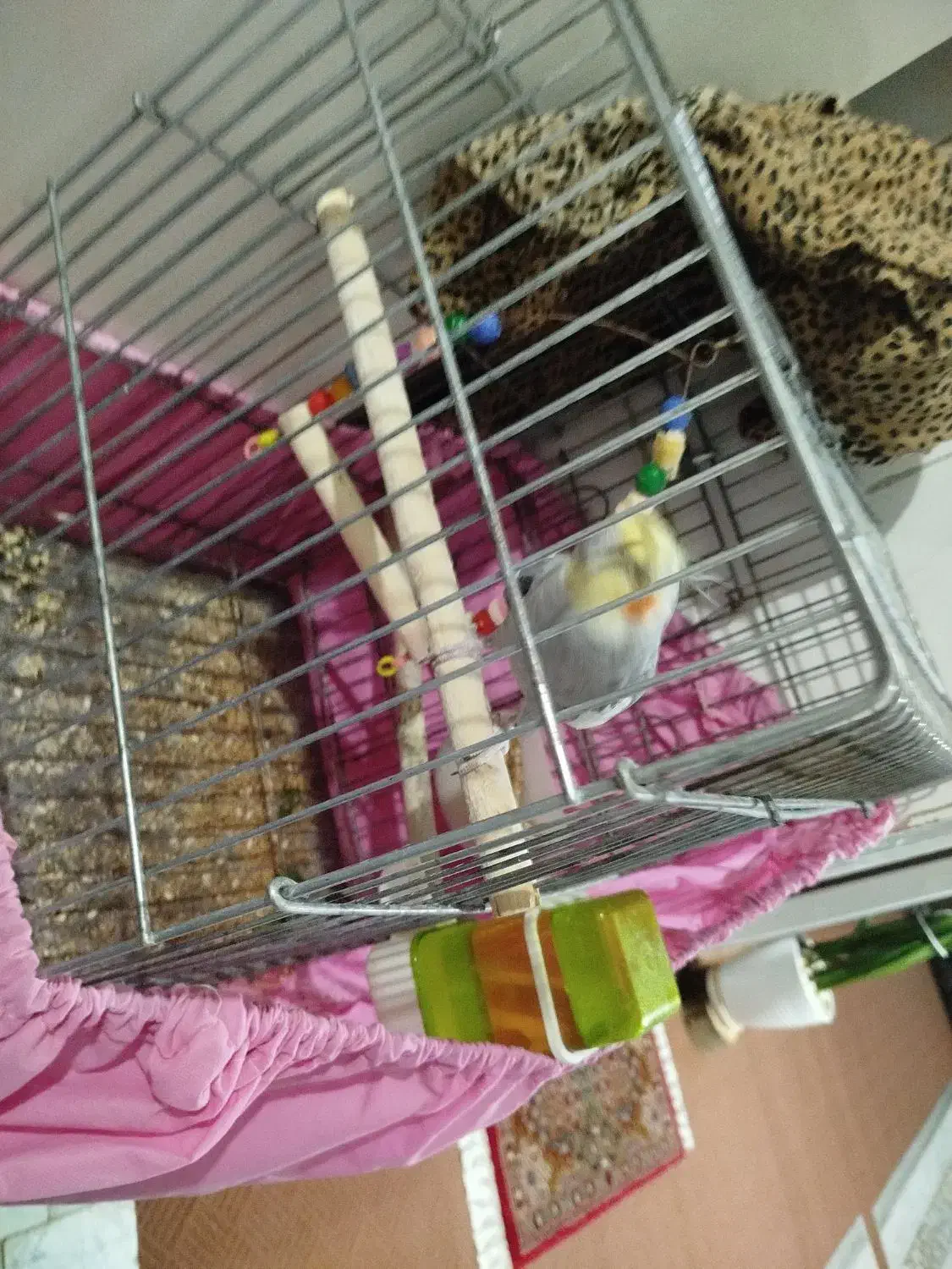 عروس هلندی یک سال خورده ای|پرنده|الیگودرز, |دیوار