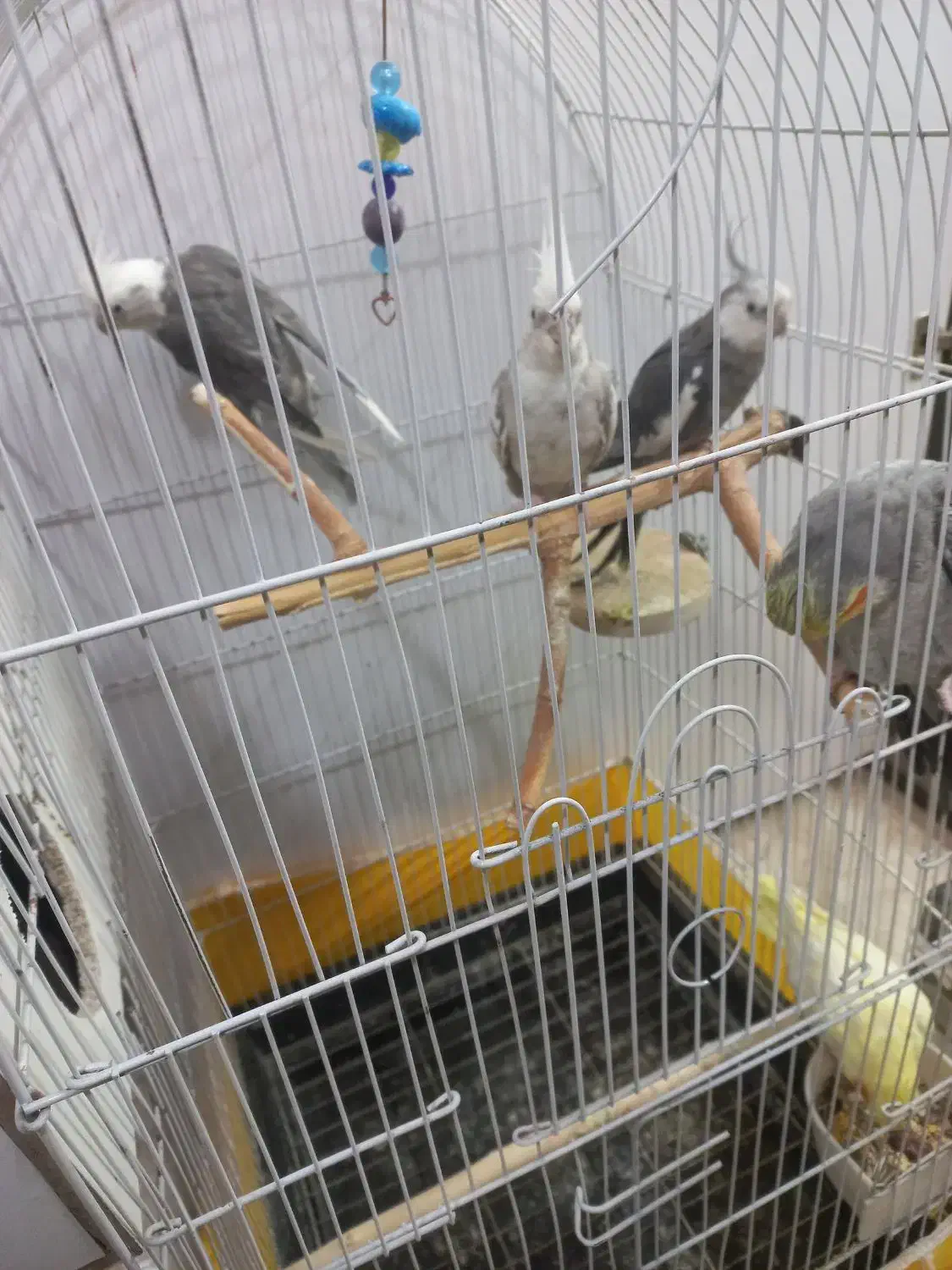 عروس هلندی وایت فیس  نر|پرنده|فردیس, شهرک ارم|دیوار