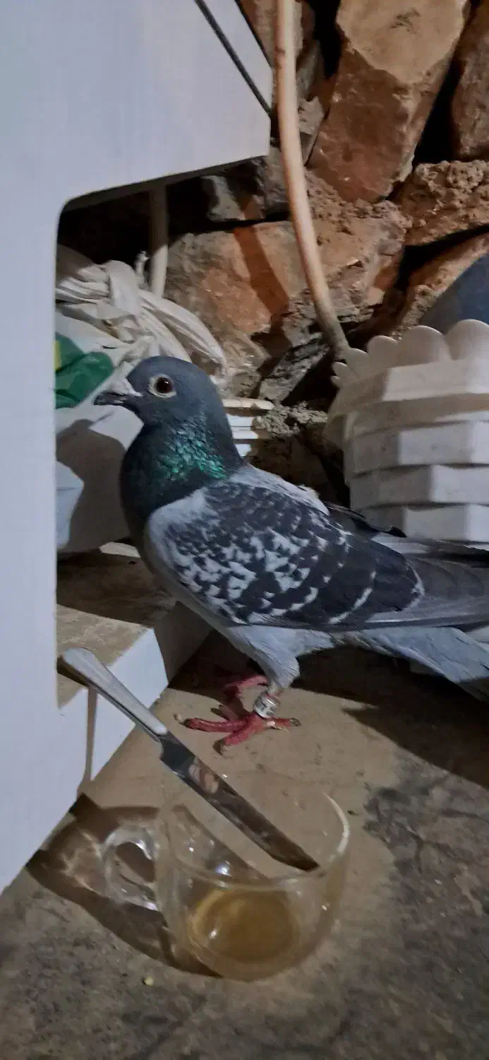 پلاکی|حیوانات|مریوان, |دیوار