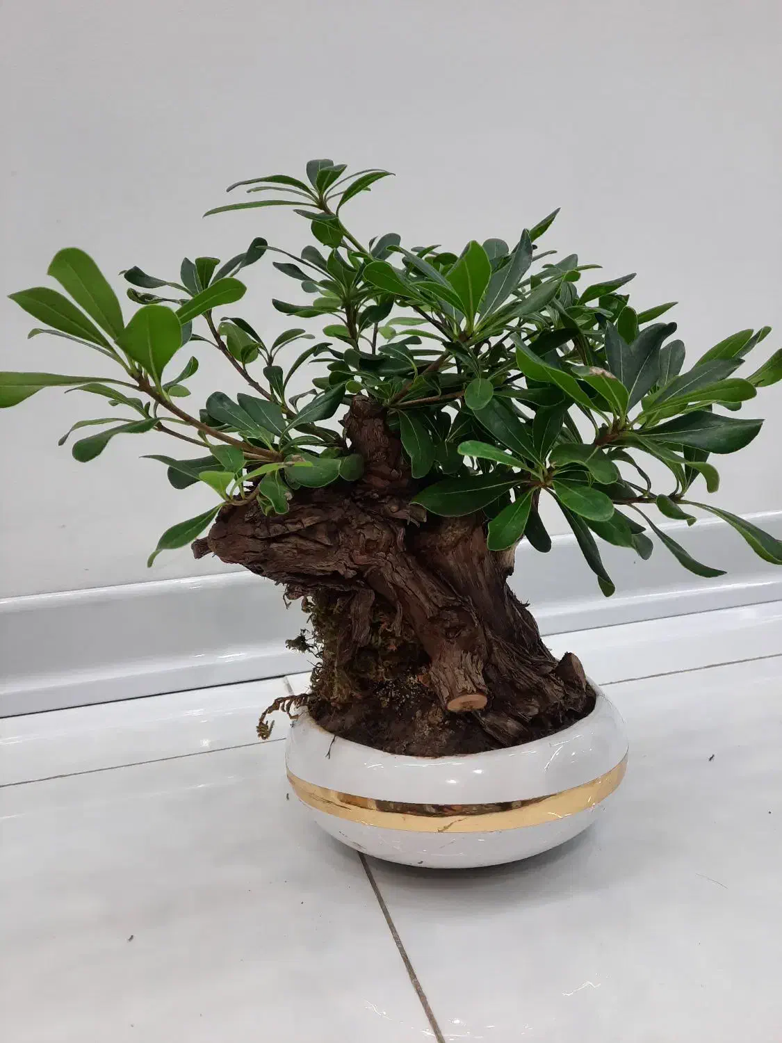 فروش فوری گل|گل و گیاه طبیعی|فولادشهر, B4|دیوار