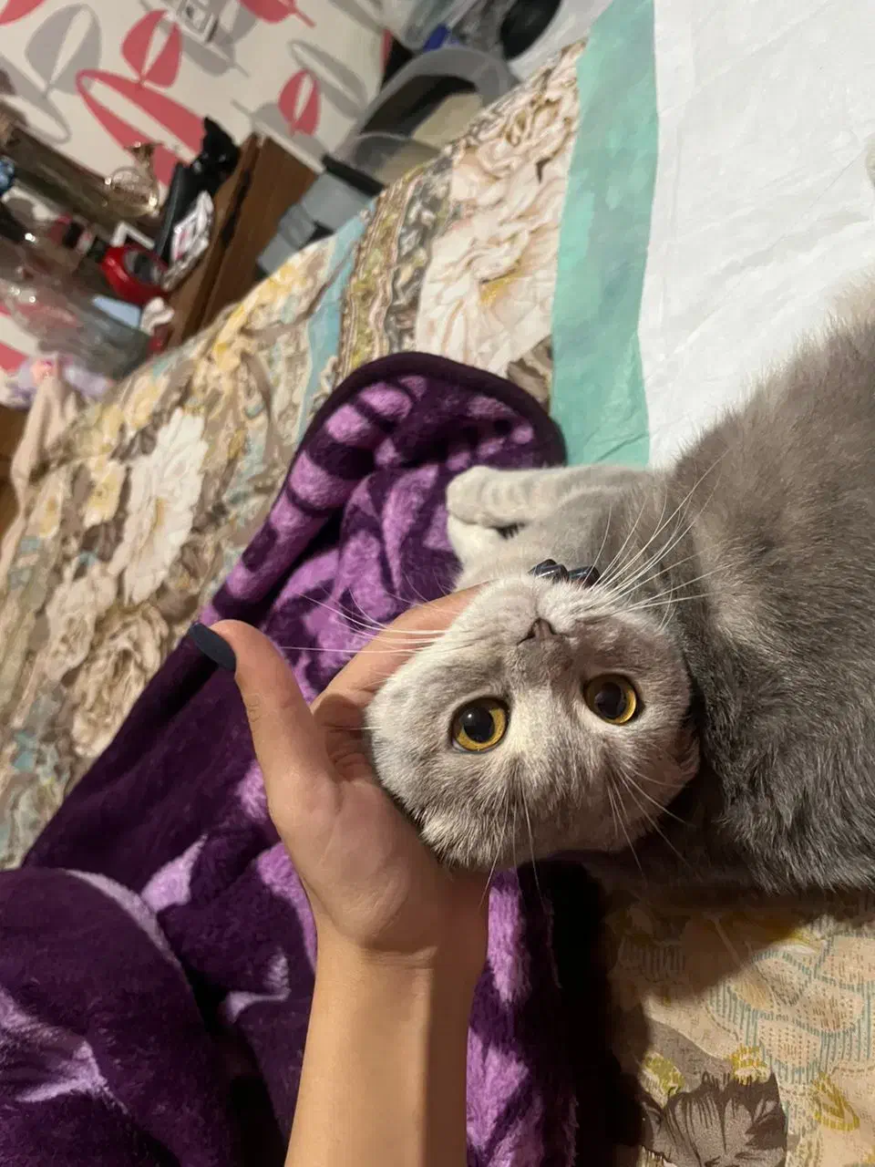 گربه اسکاتیش بلو|گربه|شیراز, فرگاز|دیوار