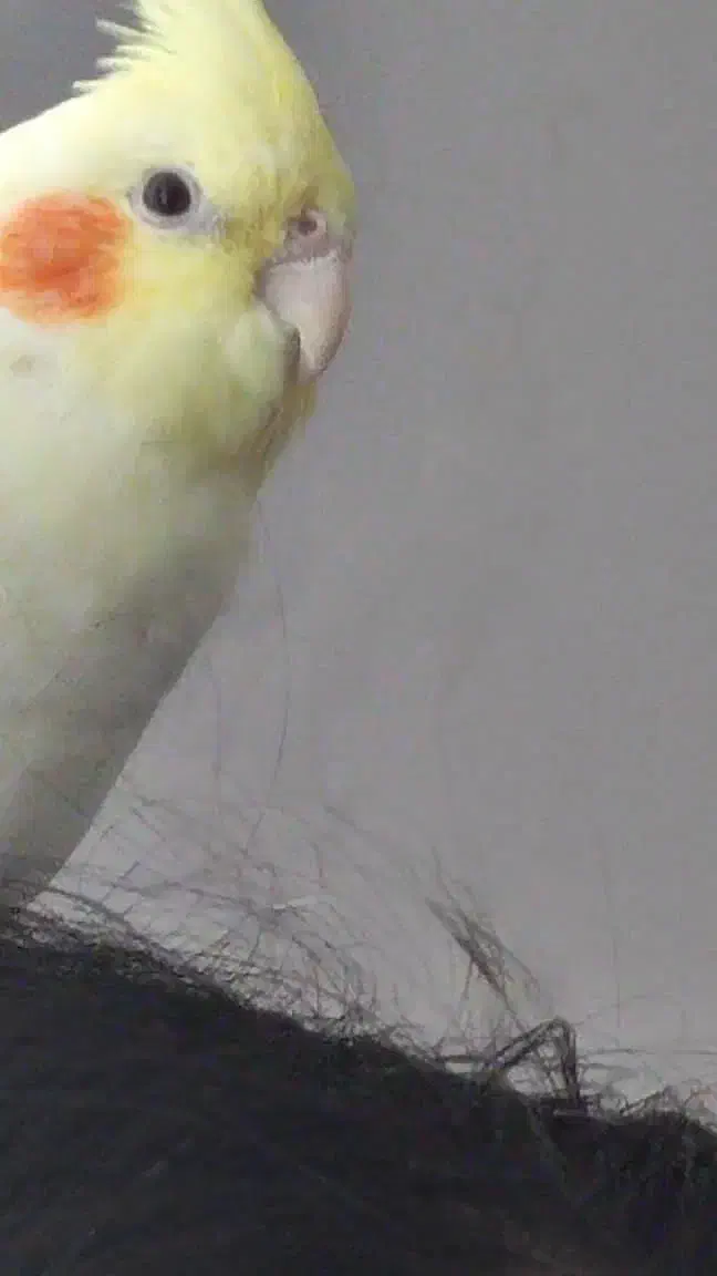 عروس هلندی گمشده|حیوانات|قدس, شهرقدس|دیوار